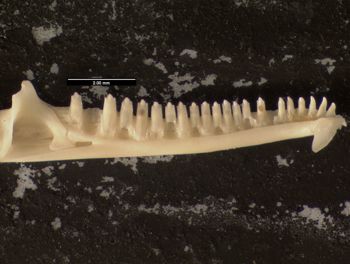Media type: image;   Herpetology R-63928